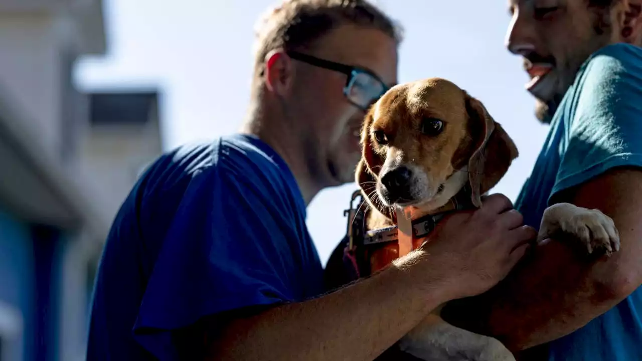 Thousands of beagles rescued from Virginia breeding facility now ready to be adopted