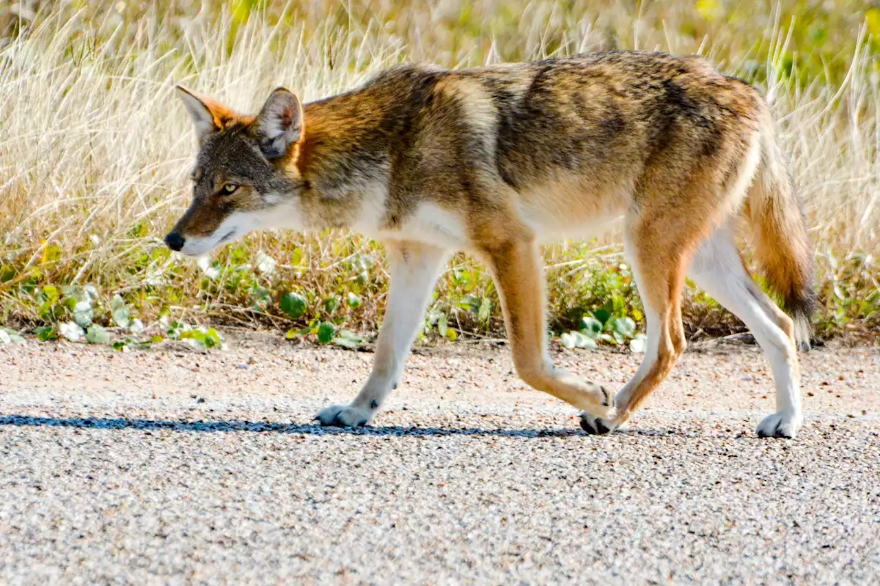 Galveston's 'ghost wolves' are supported by residents. Researchers hope it stays that way.