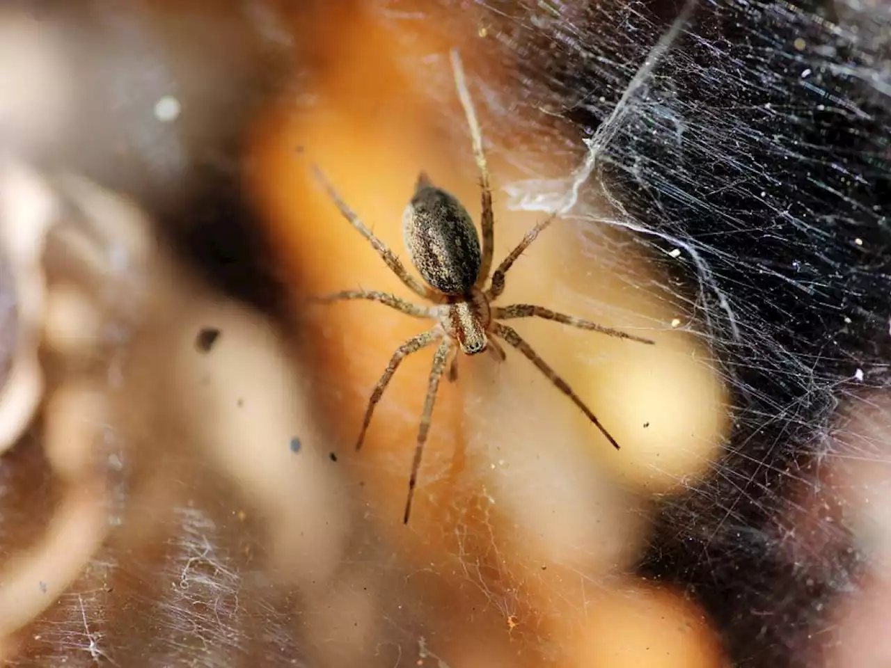 Entomofobia, che cos’è e da che cosa è scatenata