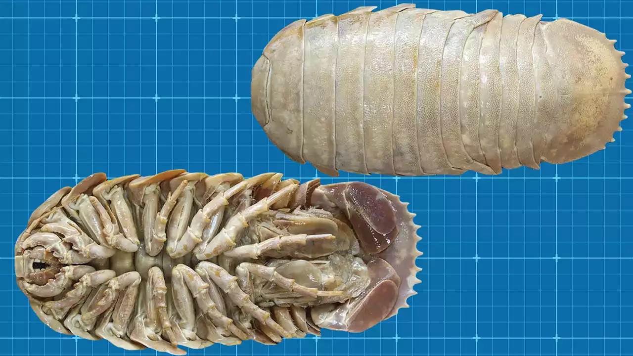 An enormous 'isopod' has been discovered in the Gulf of Mexico