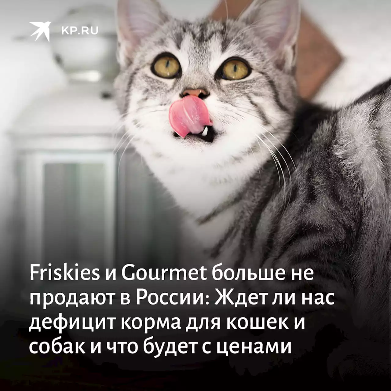 Корма Purina уходят из России в 2022 году: Чем заменить корм для кошек и собак - Friskies, Cat Chow, Dog Chow, Gourmet, Darling Dog