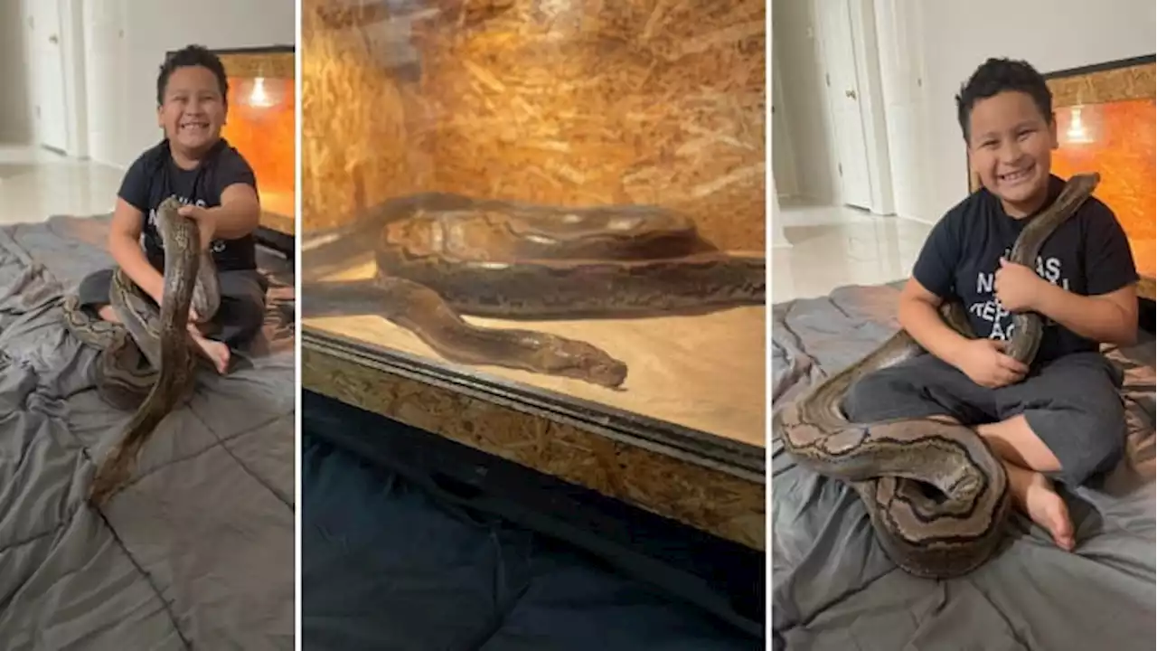 Owner of 12-foot python says snake is back home after being found loose in Cibolo neighborhood