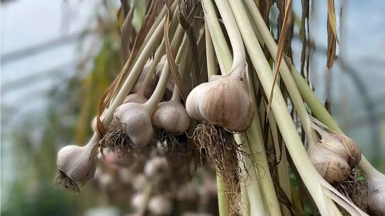 Garden Talk: Air-drying garlic and herbs