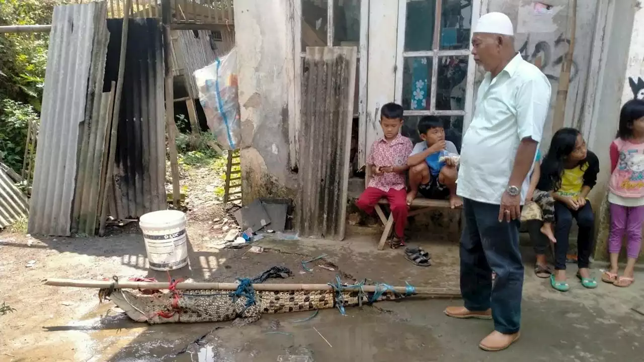 Cerita Remaja Tangkap Buaya di Sungai Cisadane Bogor