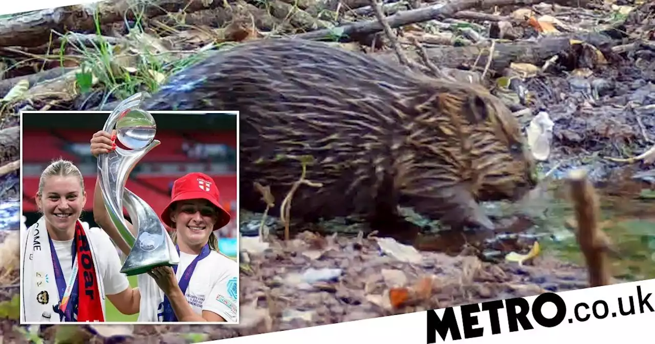 National Trust staff name their beavers after England's Lionesses