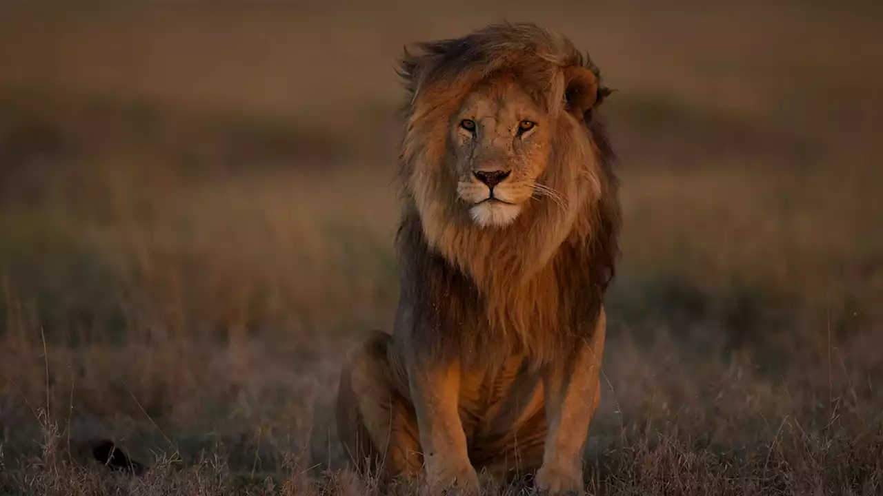 Where lions once ruled, they are now quietly disappearing