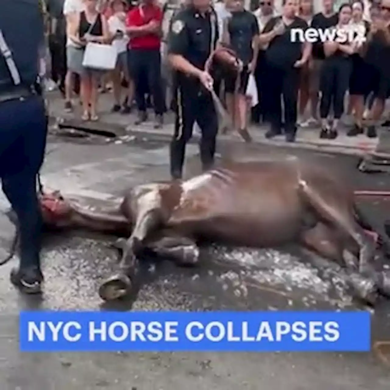 PETA, animal advocates to rally after viral video of horse collapse in Midtown