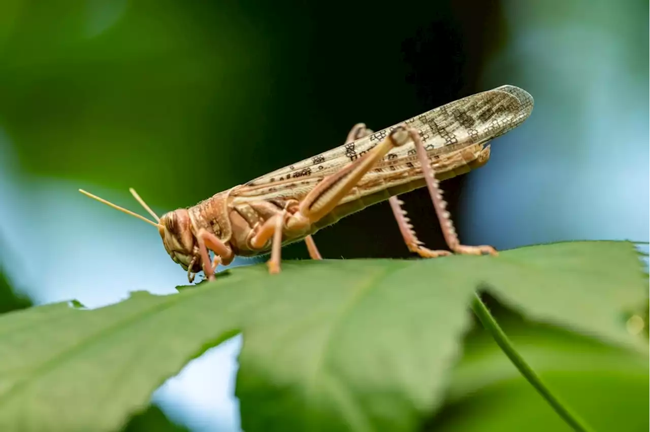 Sniffing out cancer with insect olfactory neural circuits