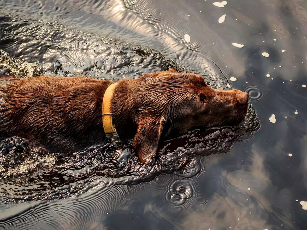 How to keep pets cool in the heat