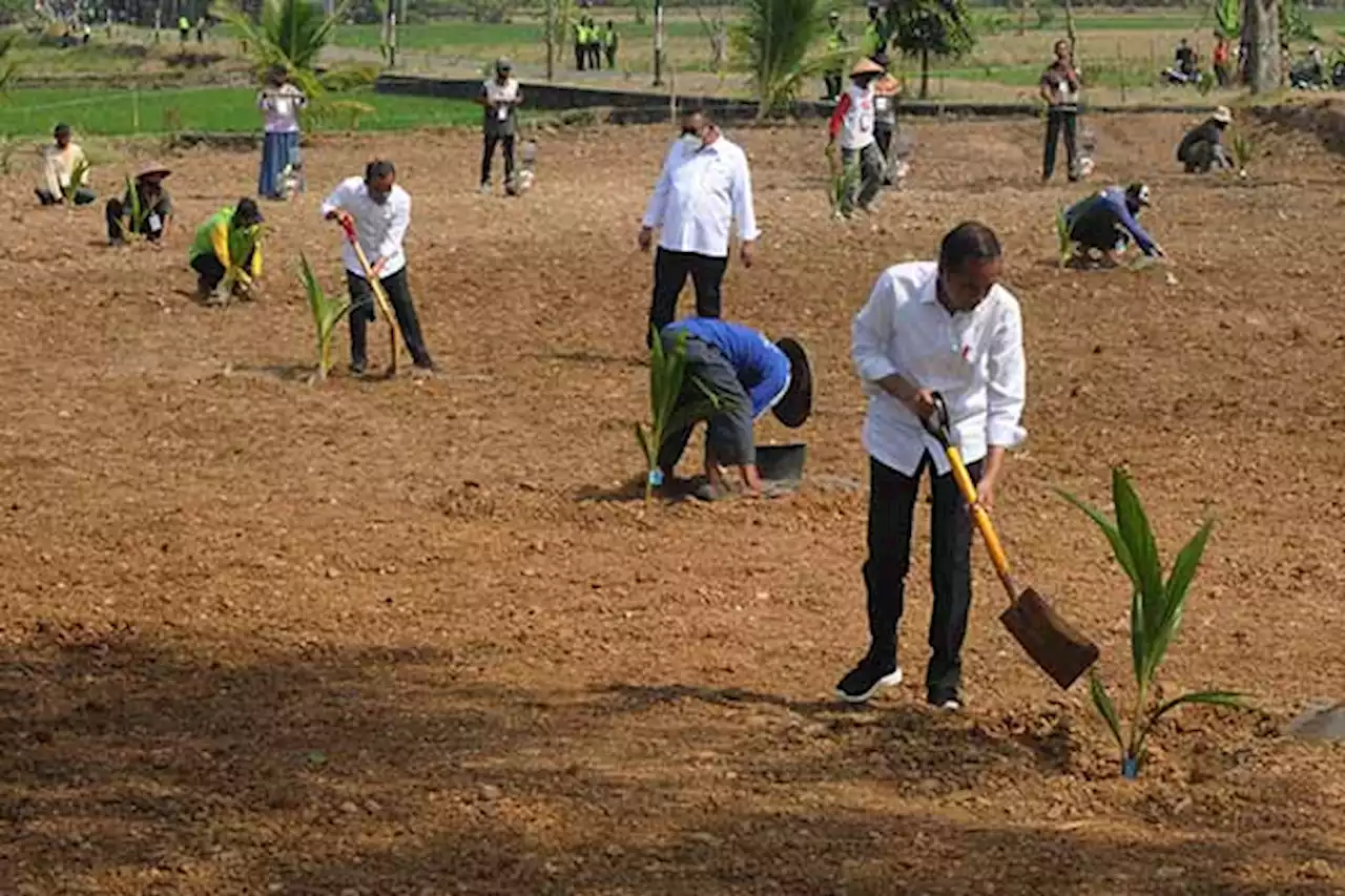 Jokowi Tanam Kelapa Genjah Bersama Petani di Ngemplak Boyolali