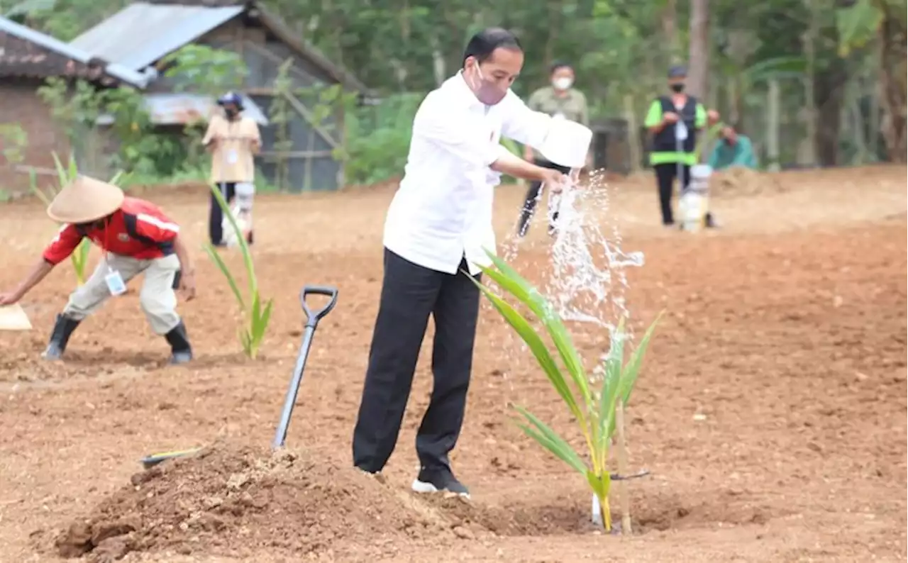 Kunjungan ke Sukoharjo, Presiden Minta Industrialisasi Kelapa Genjah