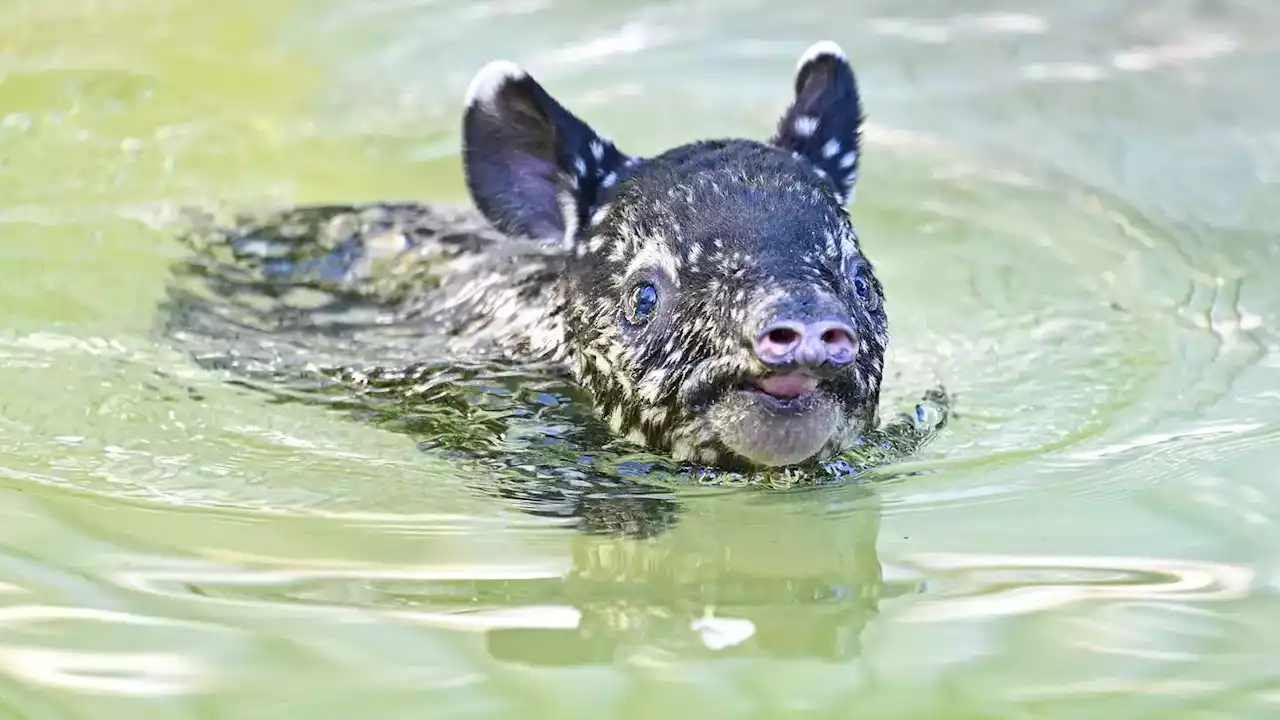 Hallo i bims, ein kleiner Schabrackentapir 👶