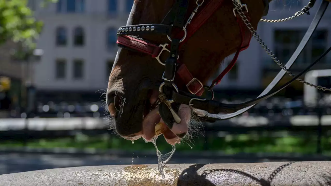 NYC Carriage Horse Collapses on Hot Street in ‘Distress’