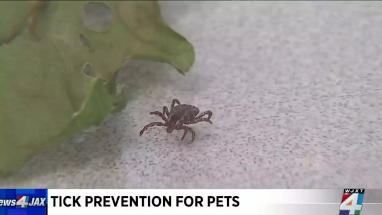 How to remove a tick from your pet