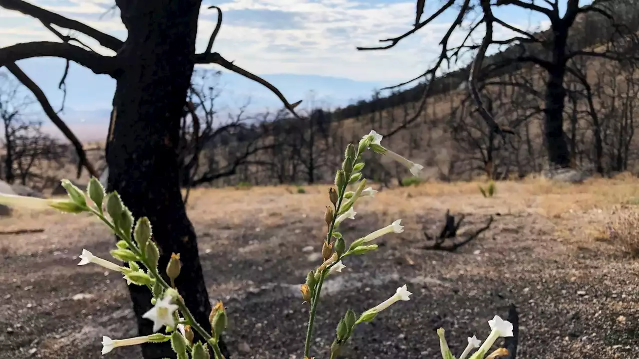 Life gradually returns a year after fire chars Sierra Nevada