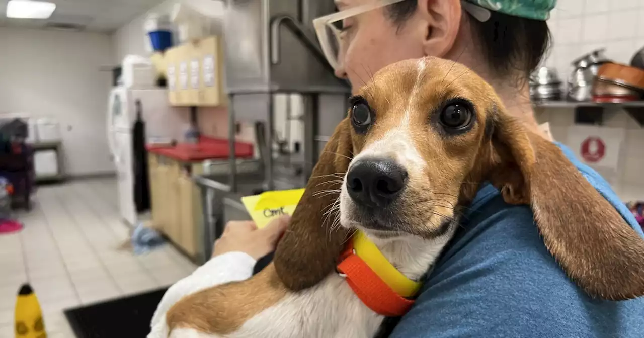 After being removed from a mass-breeding facility, 40 beagles are being homed