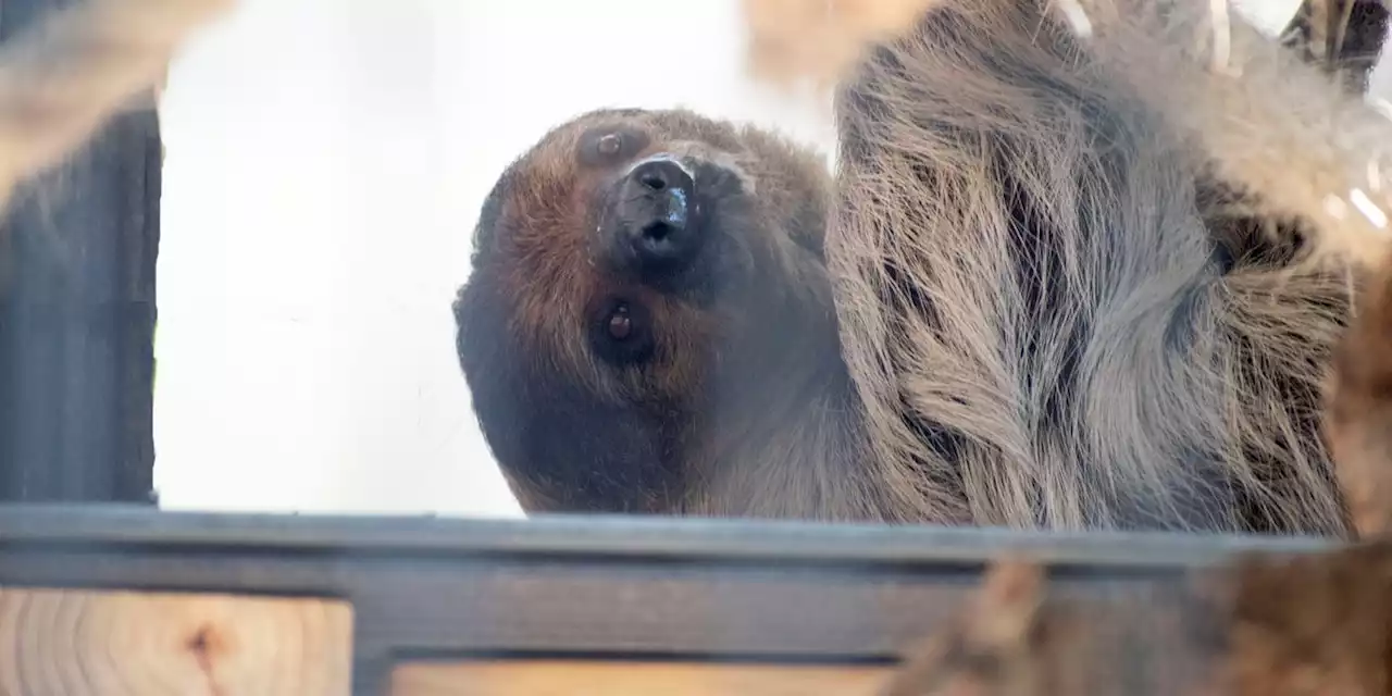 Montgomery Zoo introduces new sloth named Odysseus