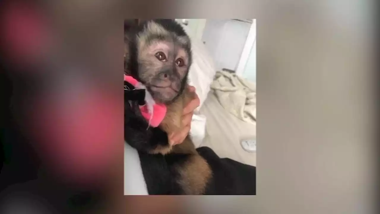 Galveston judge orders illegal pet monkey to be handed over to primate organization