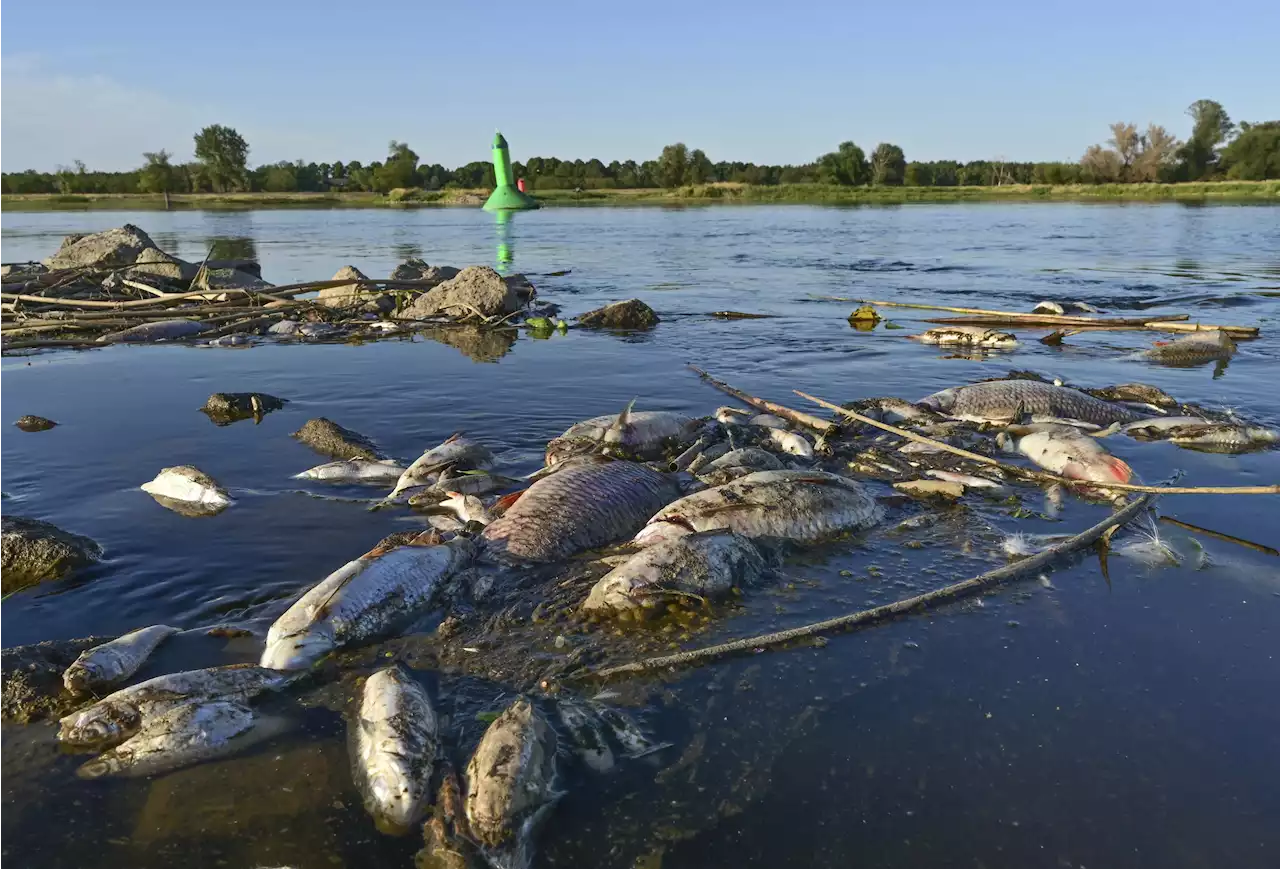 Poland investigates 'ecological catastrophe' of fish die-off