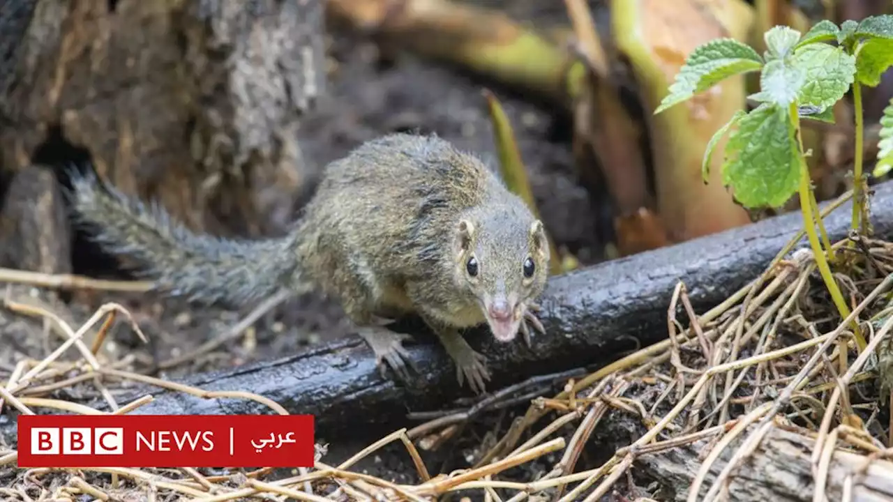 ما هو فيروس لانغيا المكتشف مؤخراً في الصين؟ - BBC News عربي