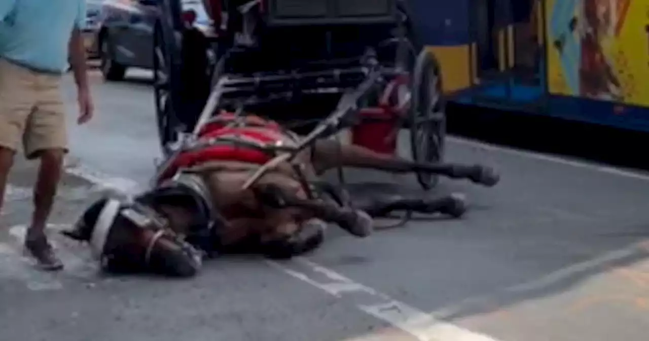 A carriage horse collapsed in the middle of the street in Manhattan, reigniting calls for a ban in NYC