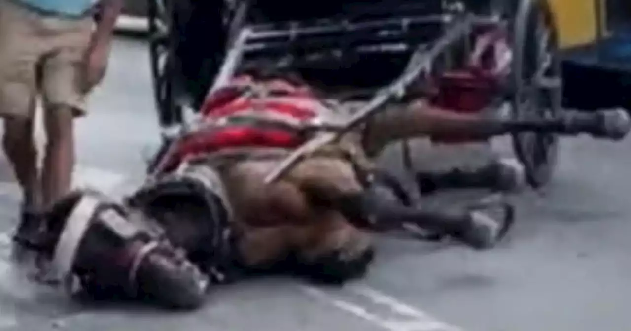 NYPD douses distressed carriage horse with water after it collapsed on a hot NYC street