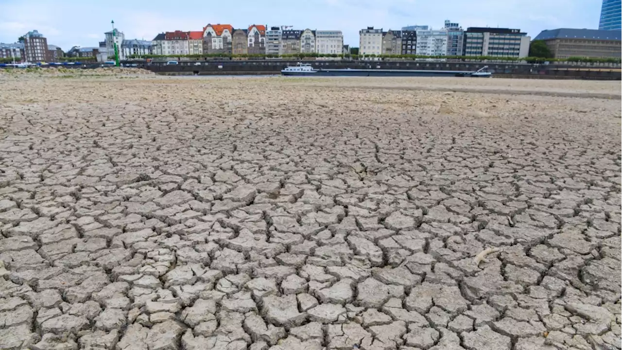 Europe reels as repeated heatwaves cause chaos