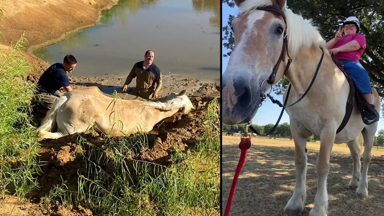 Therapy horse dies after being rescued from mud in Denton County