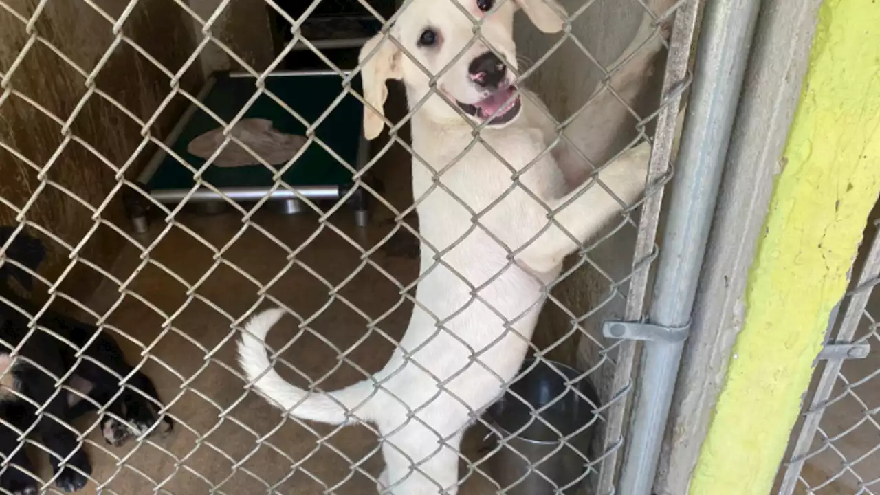 Austin Pets Alive! takes in 19 puppies after mothers die due to heat