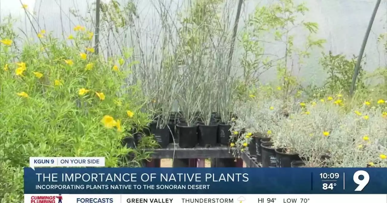 Creating a sustainable landscape with native plants