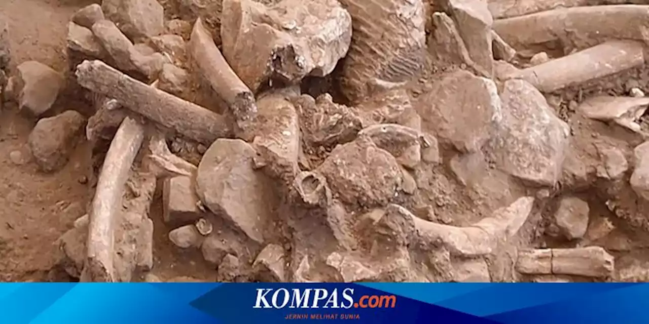 Fosil Tulang Mammoth di New Mexico Ungkap Pembantaian yang Dilakukan Manusia