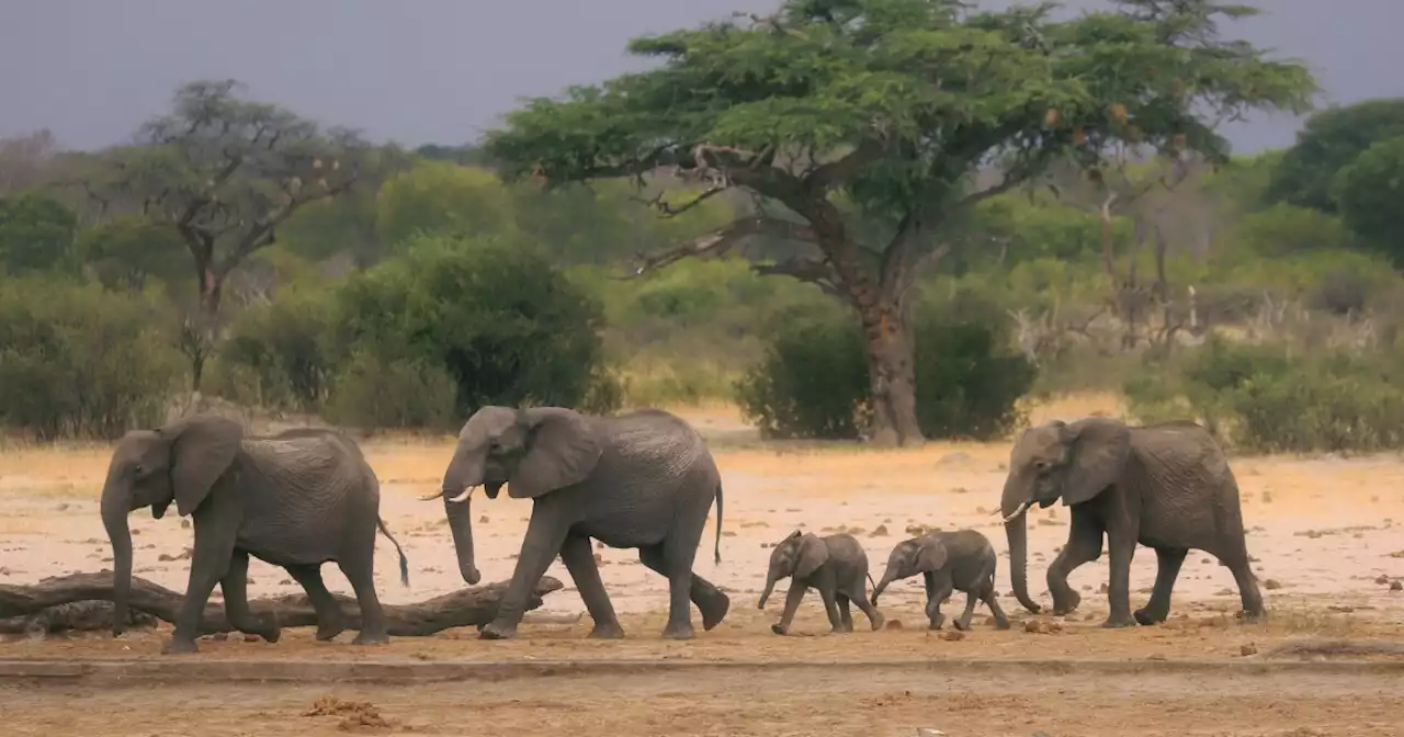 African wildlife parks face climate, infrastructure threats