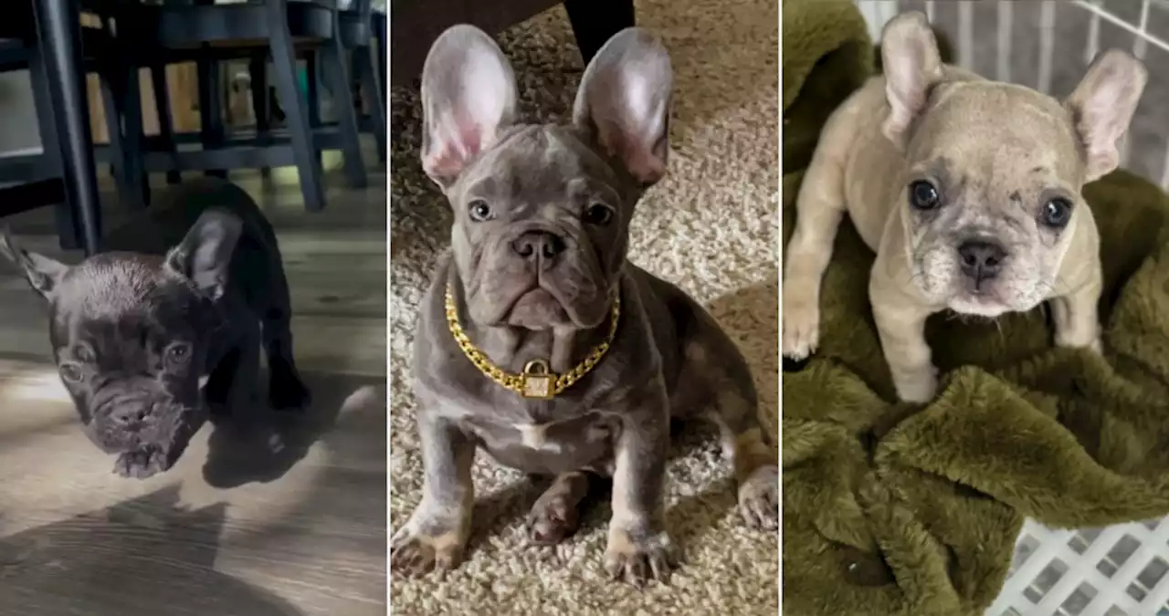 French bulldog puppies stolen from Mountain View home