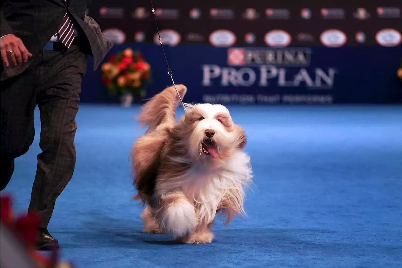 Dog-Lovers: Grab Your National Dog Show Tickets Now