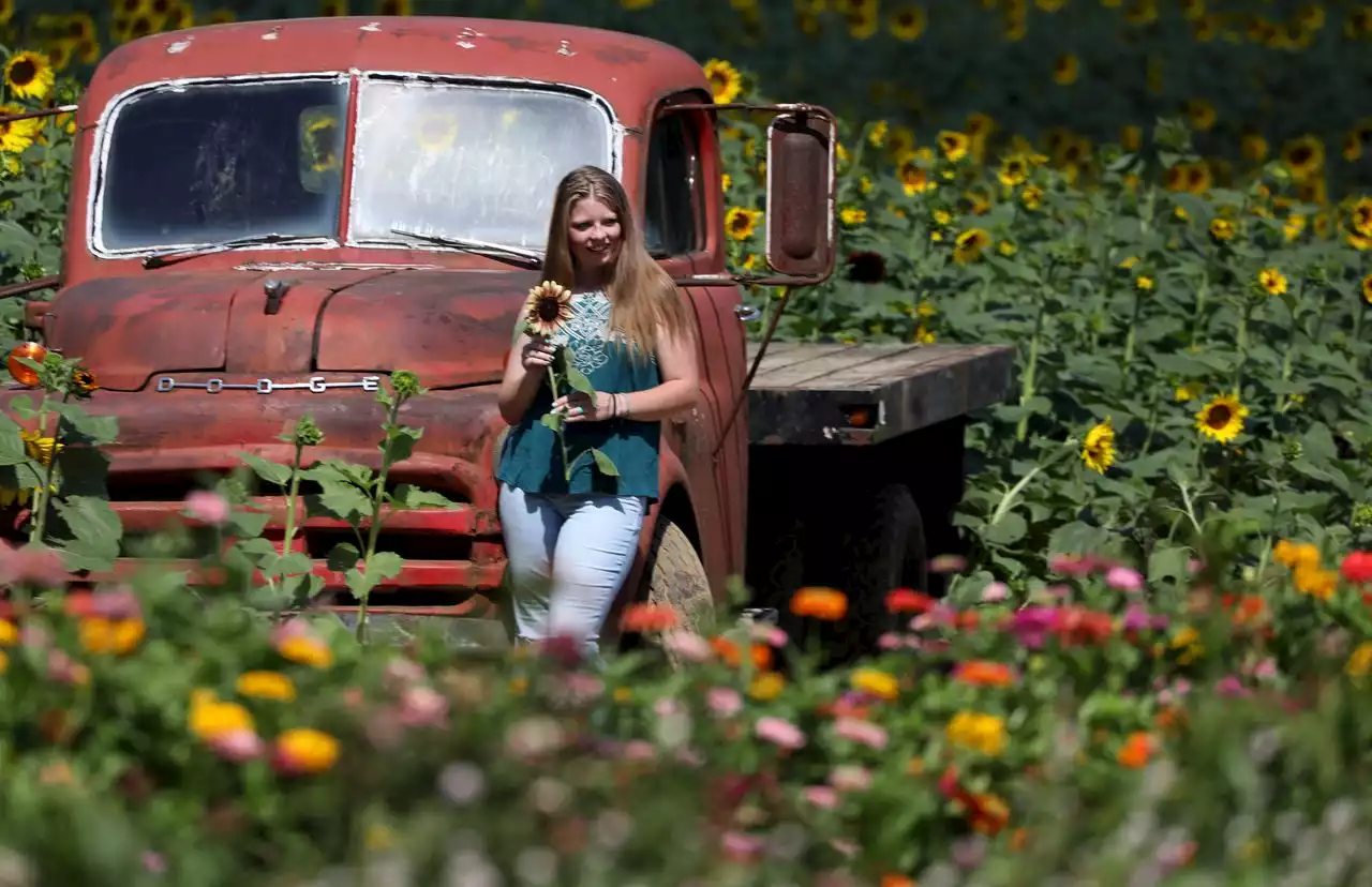 Farmer growing selfie photo opps in stunning sunflower field (PHOTOS)