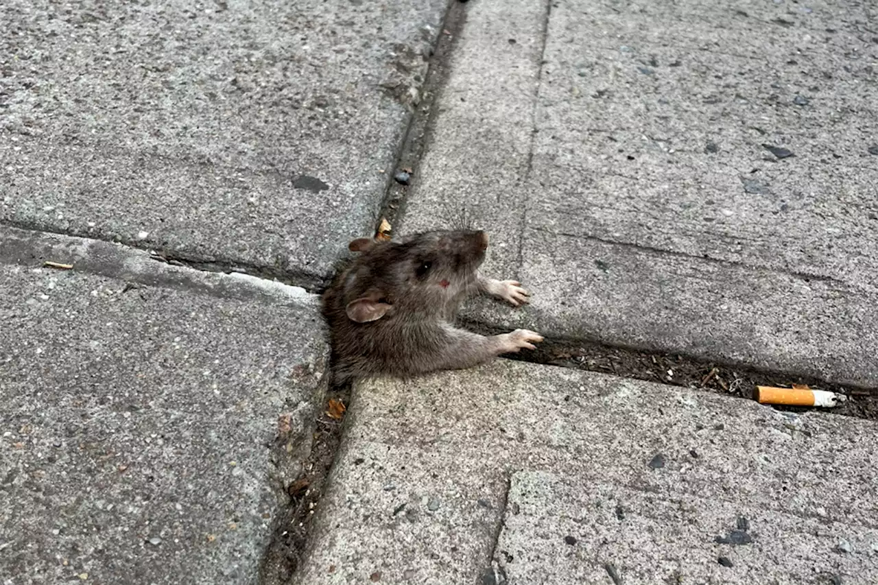 Rotund NYC rat gets stuck in Brooklyn sidewalk: ‘RIP fatso’