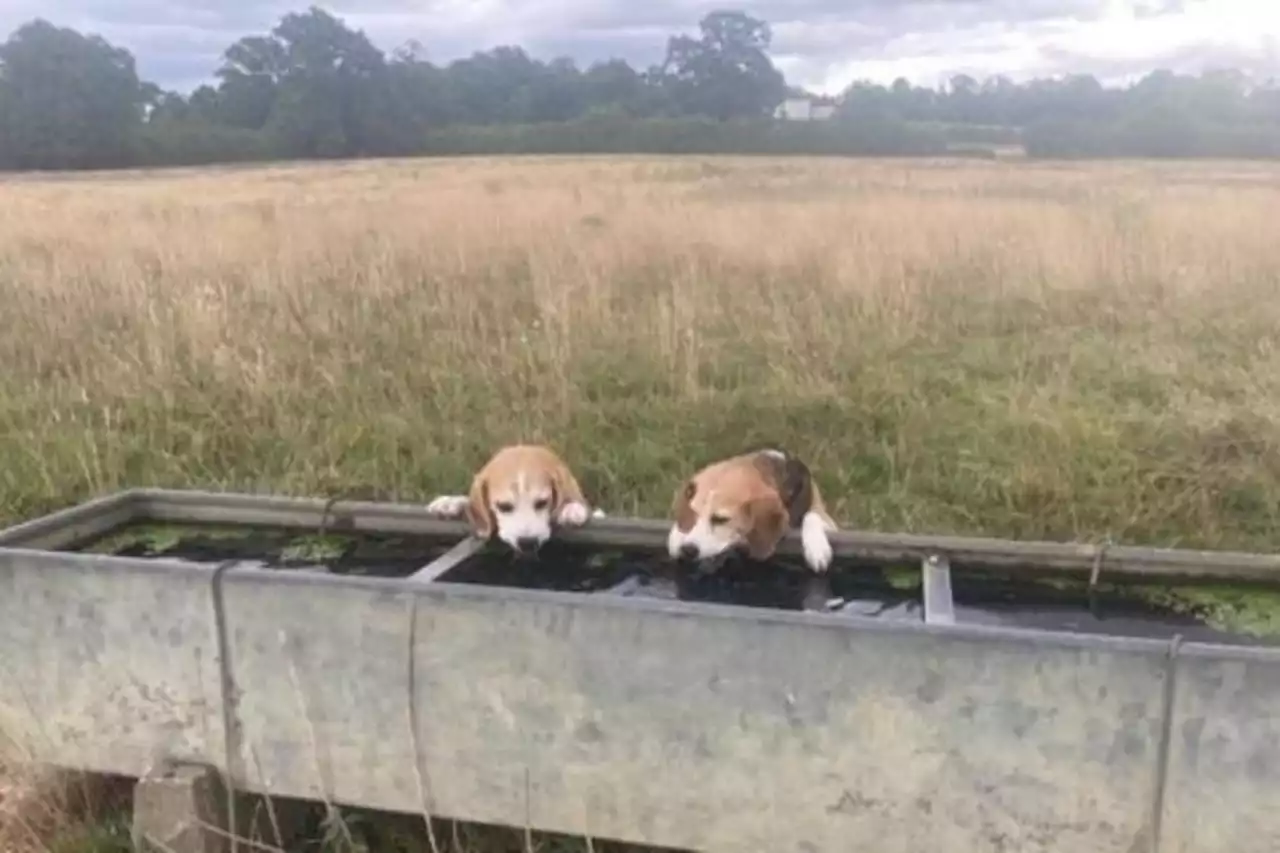 Dog walks cancelled in extreme heat amid urgent reminder to ‘use common sense’