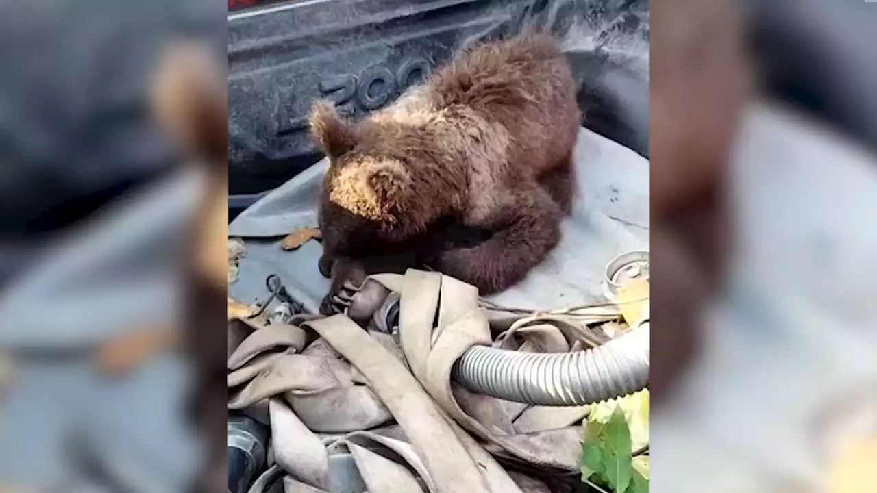 High on 'mad honey', disoriented bear cub rescued in northwest Turkey