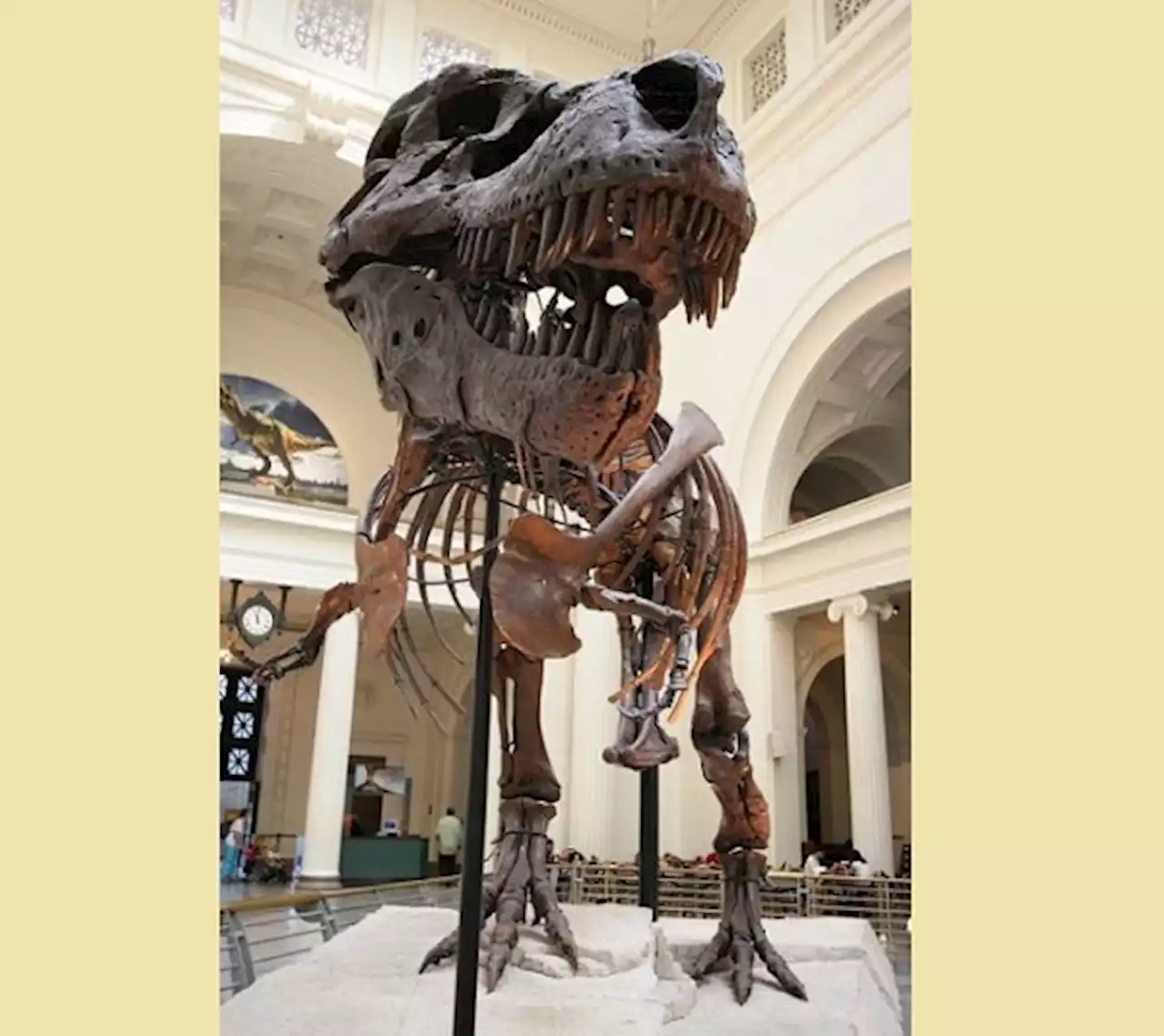 Sejarah Hari Ini: 12 Agustus 1990, Temuan Fosil Tyrannosaurus Rex