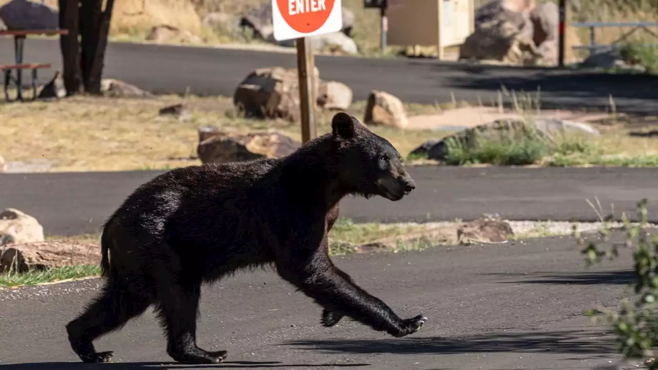 Bear activity forces closures at Big Bend National Park