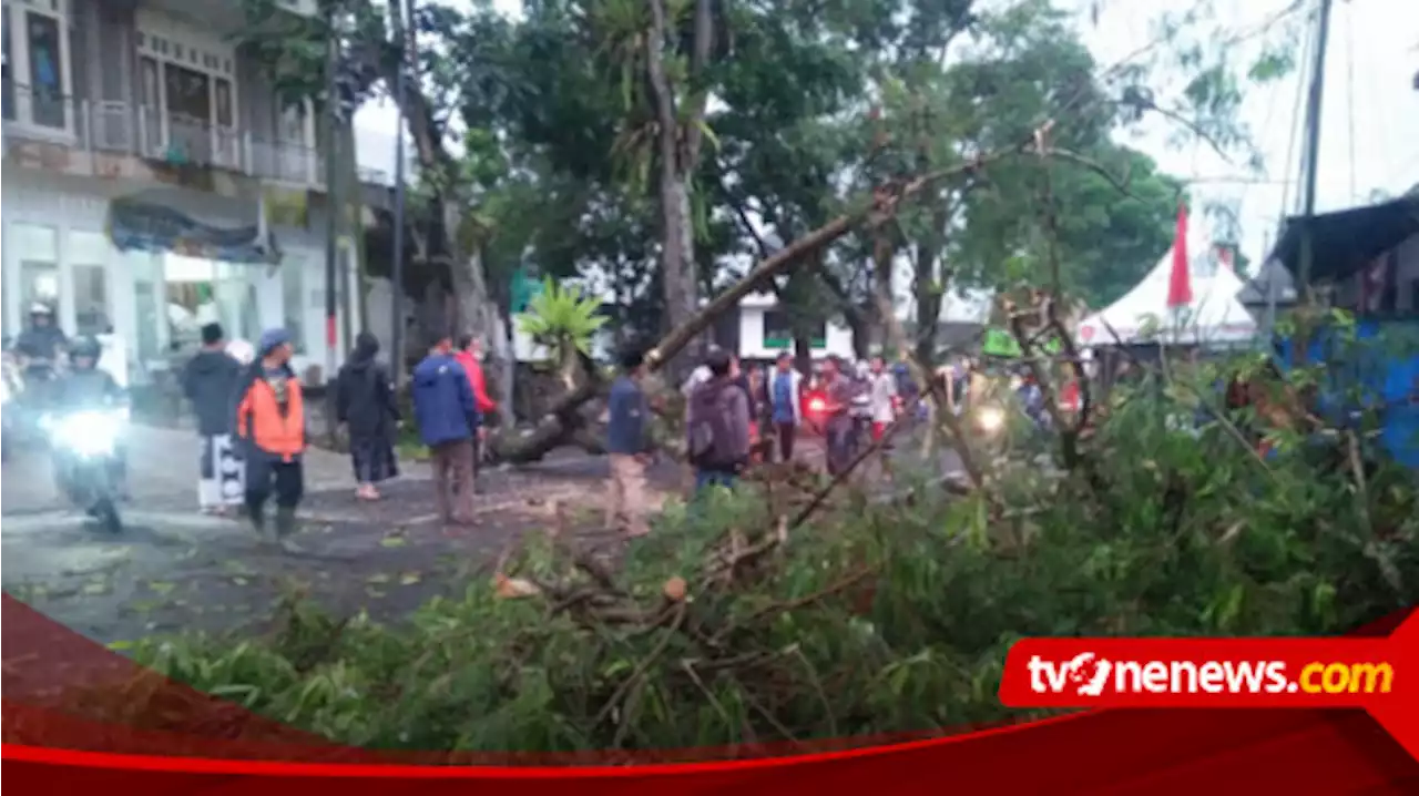 Pohon Setinggi 15 Meter di Wonosobo Roboh Timpa 3 Pengendara Sepeda Motor