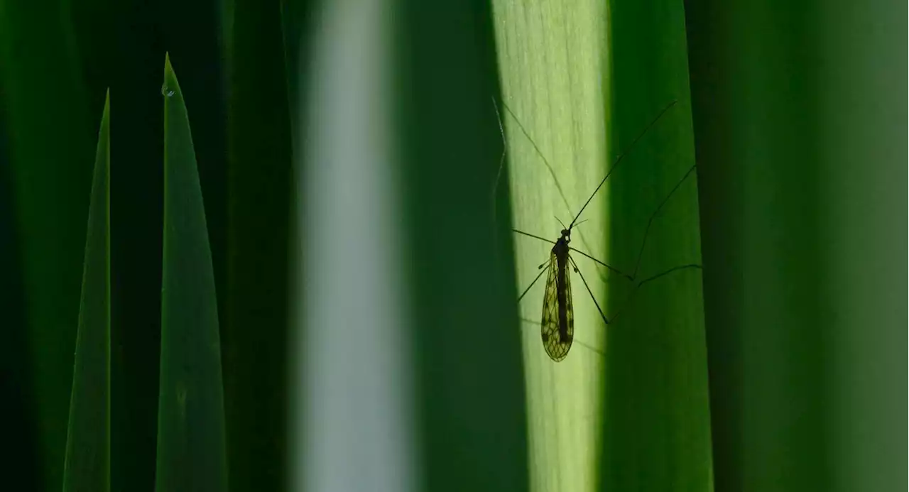 Parts of the Bronx, Queens to be sprayed for mosquitos next week