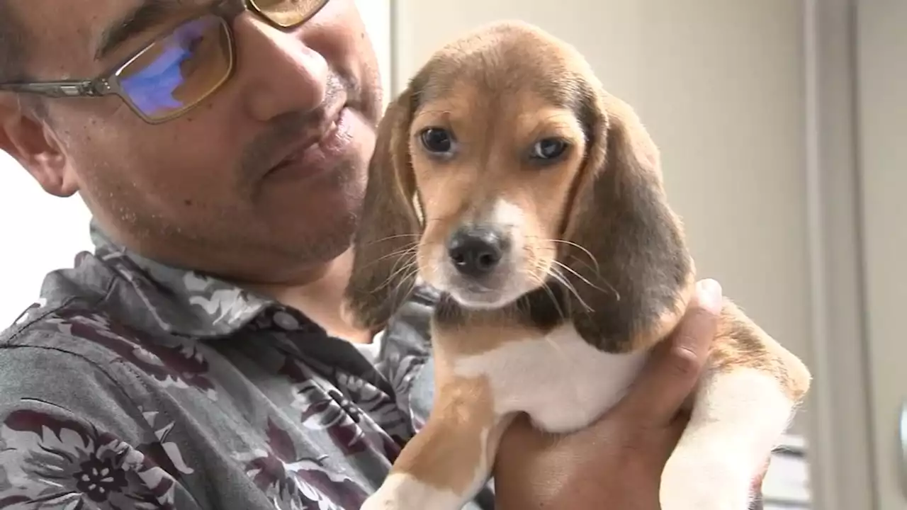 23 beagles saved from Va. lab now up for adoption at Brandywine Valley SPCA