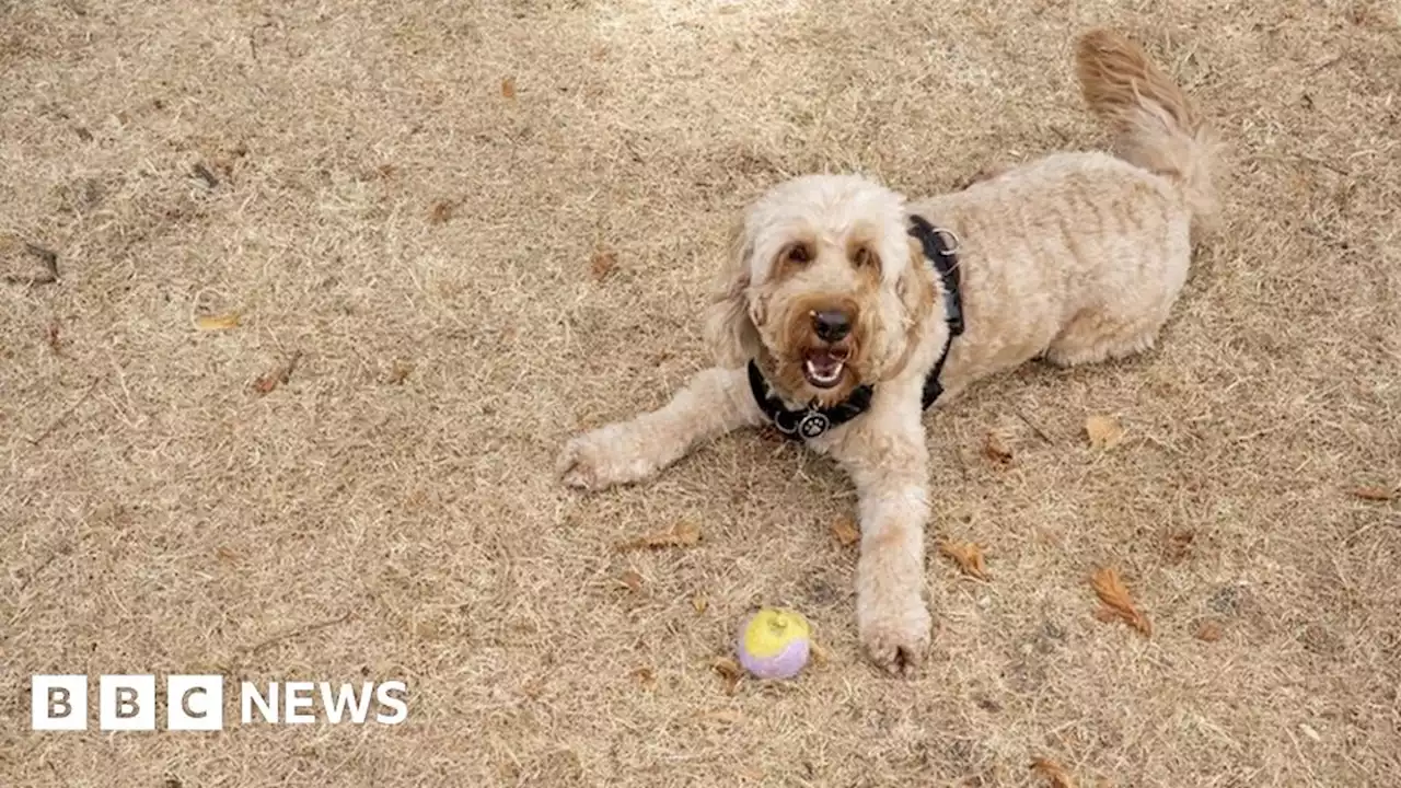 UK heatwave: Five common myths debunked