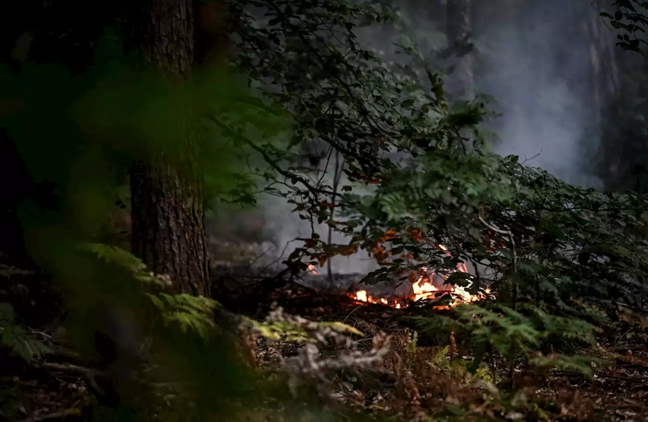 Neuer Waldbrand im Grunewald ausgebrochen