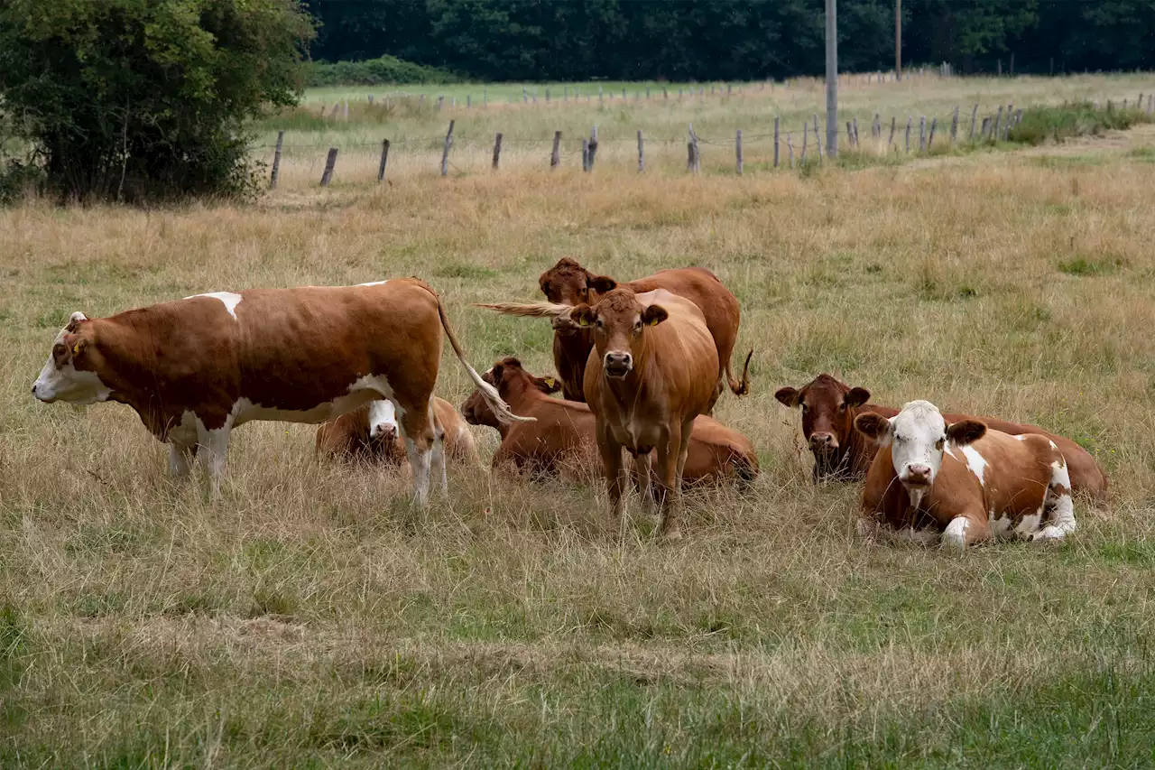 Weidepflicht für Bio-Kühe stellt viele Biobauern vor Probleme