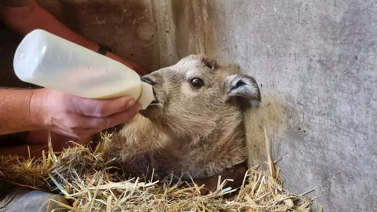 Tierpark: Berliner Takin-Baby jetzt ein Flaschenkind