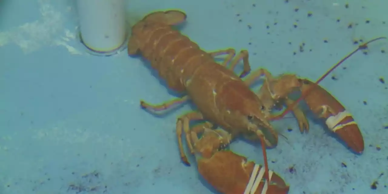 Rare orange lobster discovered at Tennessee restaurant