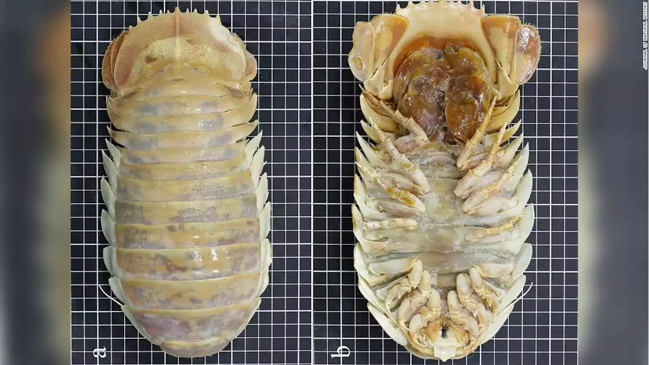 New species of giant deep-sea isopod discovered in the Gulf of Mexico