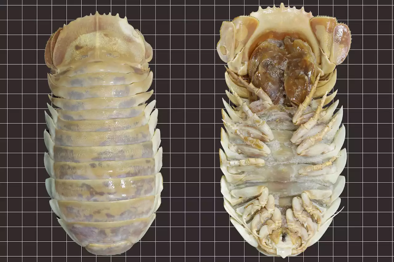 Scientists Discover New Species of Deep-Sea Isopod